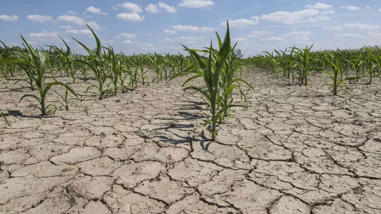 Ministerul Agriculturii va aloca peste un miliard de lei pentru despăgubirea fermierilor afectaţi de secetă