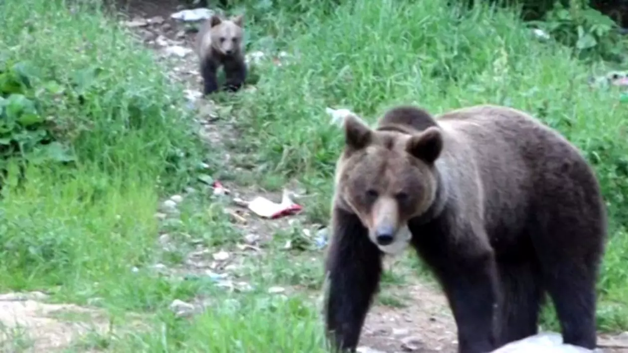 Doi turişti care s-au întâlnit cu un urs, în timpul nopţii de sâmbătă spre duminică, pe un traseu din munţii Bucegi s-au urcat, de frică, într-un brad, unde au aşteptat, timp de aproape o oră, să fie recuperaţi de jandarmii montani.