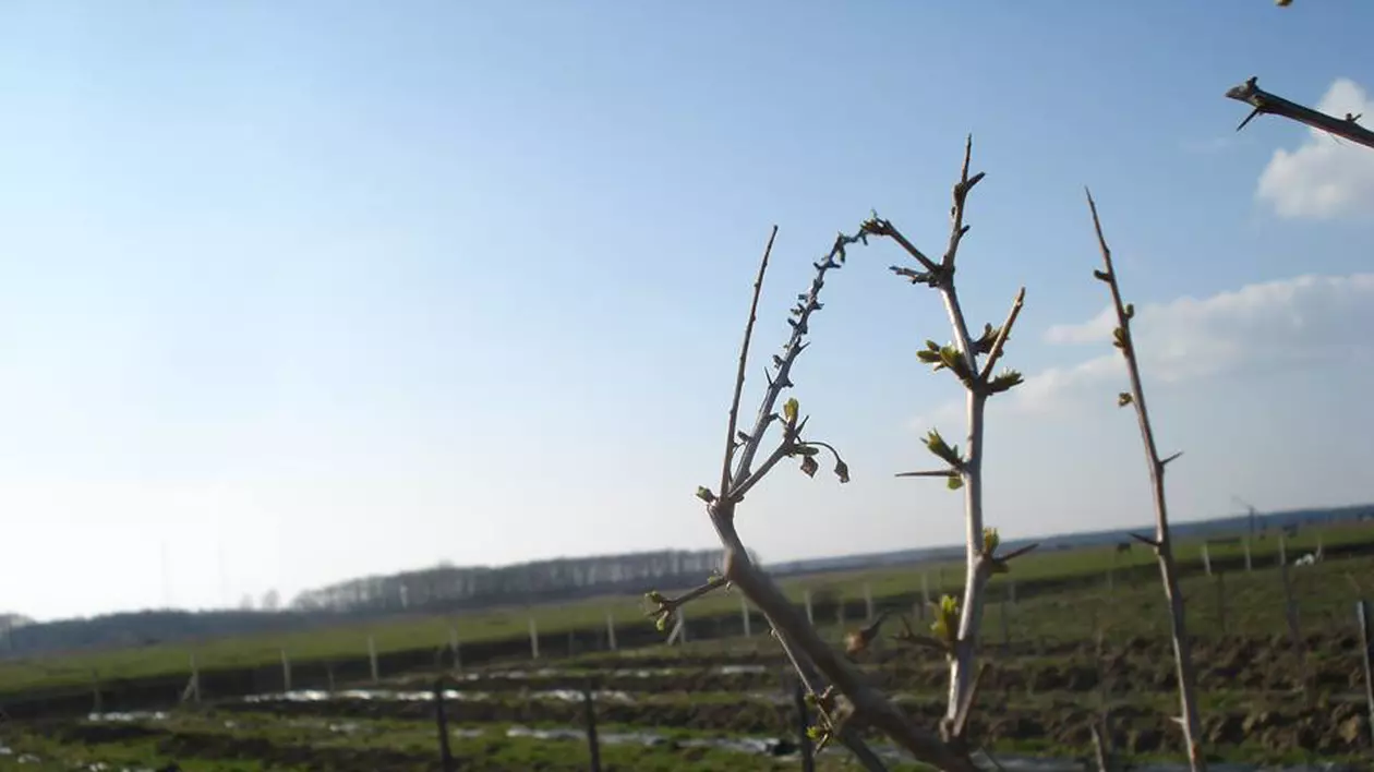 plantatie de goji