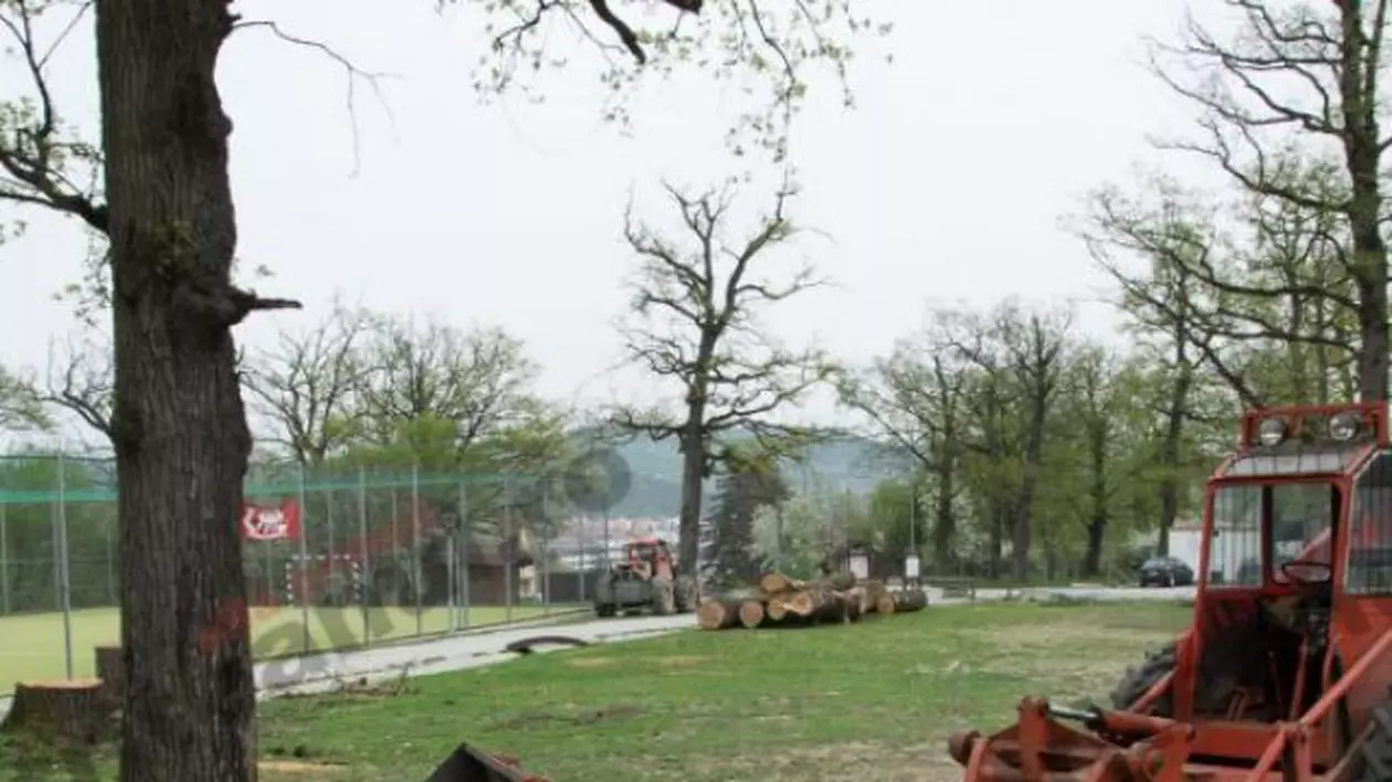 stejarii cu gândac din bistrița, protejați de lege au fost doborăți de angajații primăriei