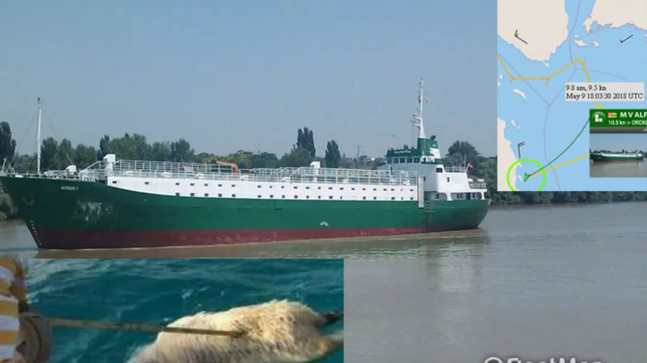 oi din România aruncate peste bord în Marea Roșie. Vaporul Alferdawi-1