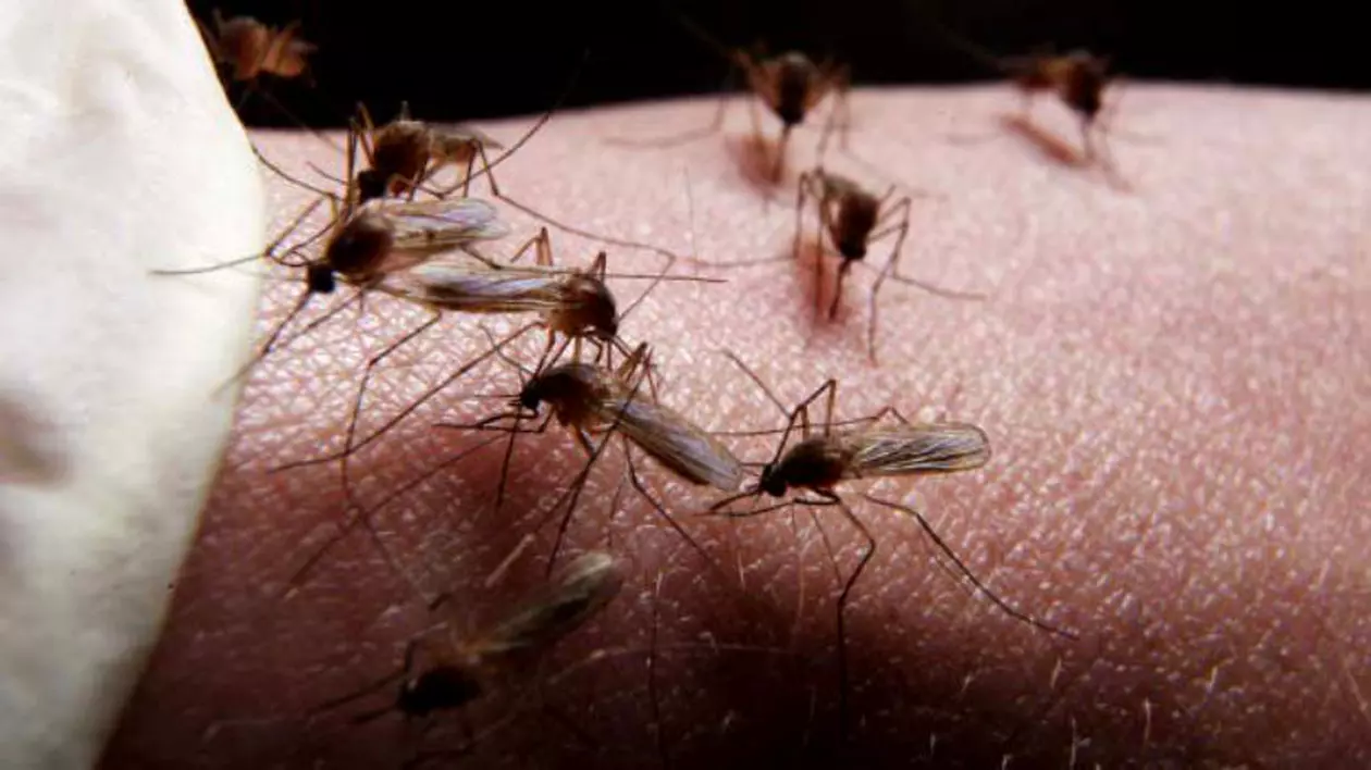 CNSCBT: 38 de decese prin west nile