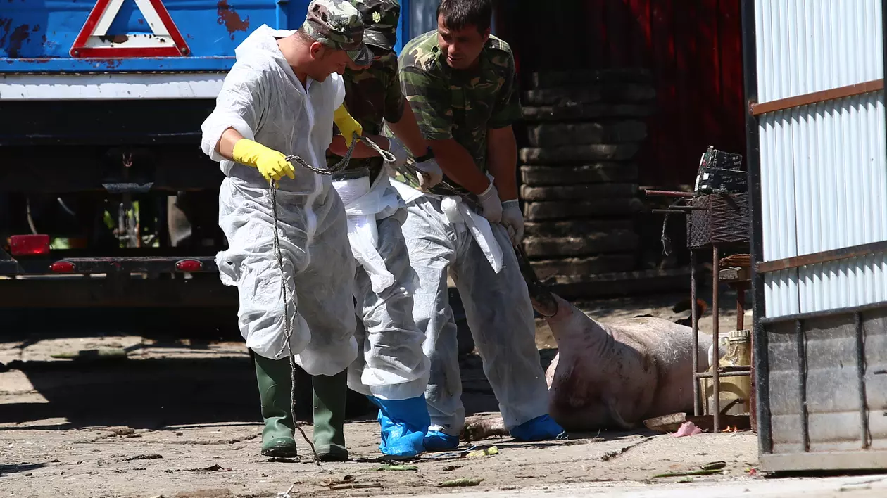 Suspiciune de pestă porcină africană în județul Galați