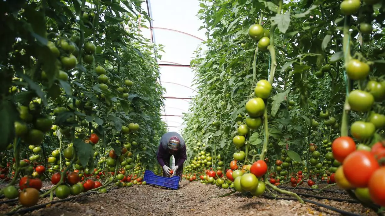 "Tuta absoluta", noua boală care sperie fermierii. Petre Daea: "Se poate ţine sub control"