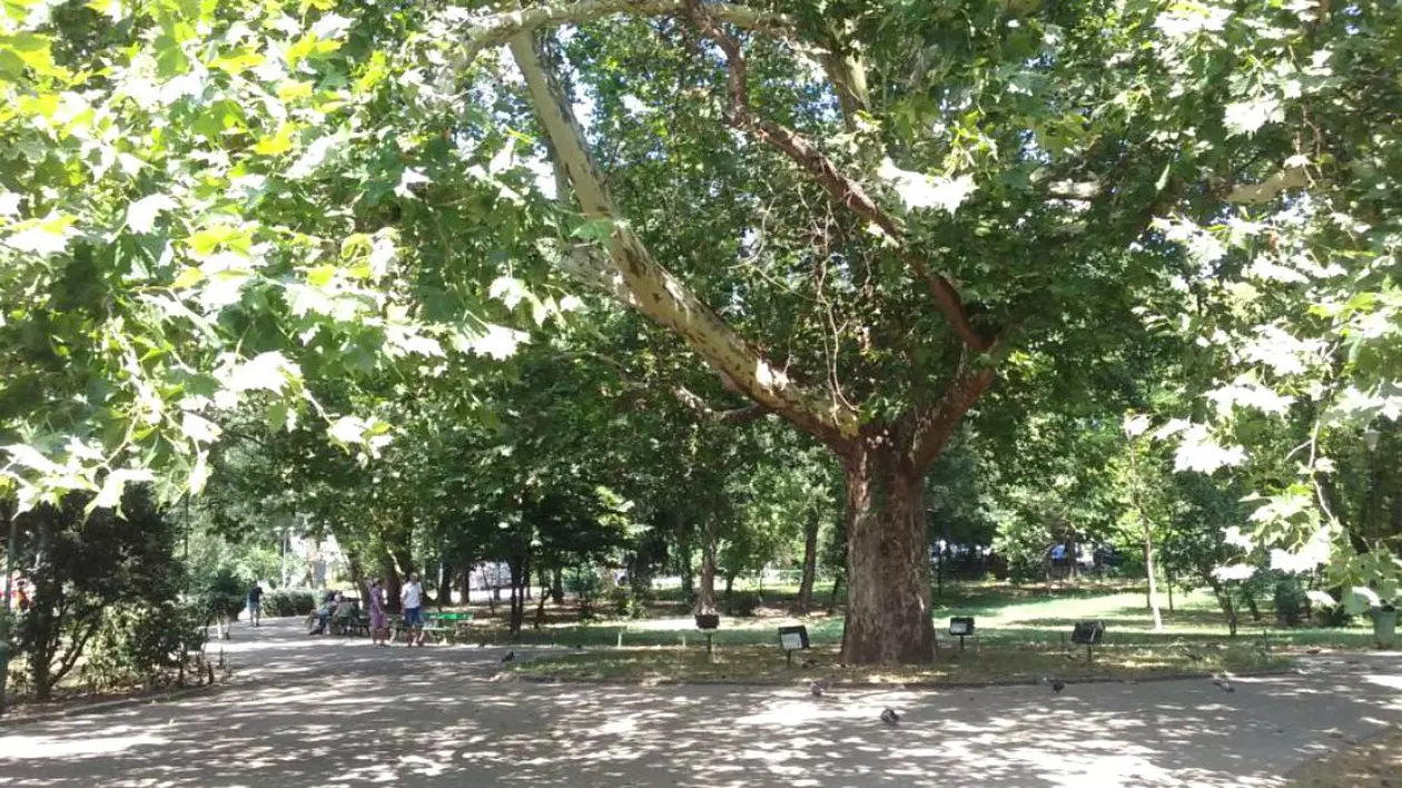 Dosarul „Tigrul de platan”. Cine a profitat de pe urma platanilor cumpărați pentru București când alte orașe occidentale reduceau numărul lor