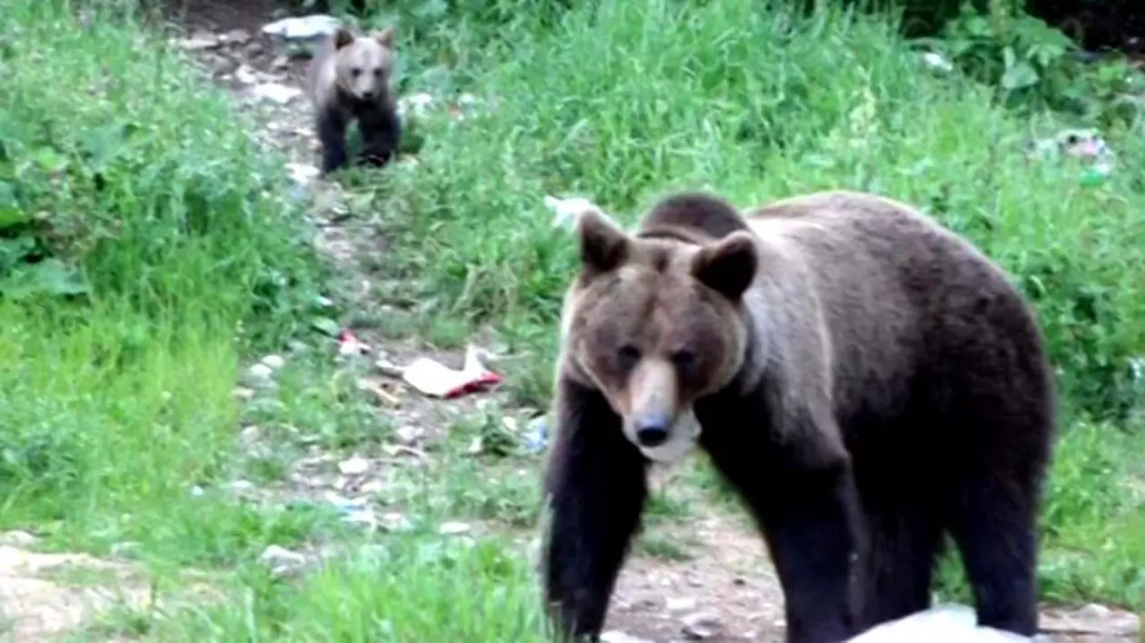 Turiști blocați pe munte, după ce s-au întâlnit cu o ursoaică cu pui pe Valea Prahovei