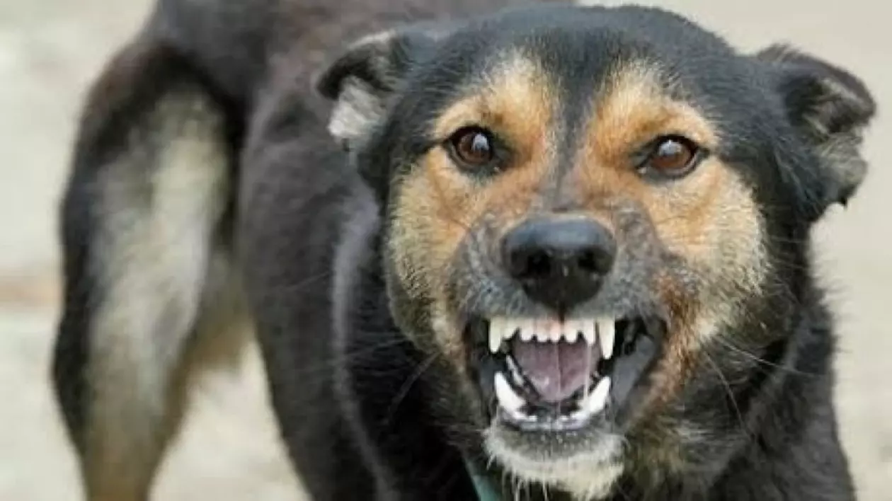O bătrână din Iași a fost mușcată de sâni de câinele vecinului. Animalul a trântit-o la pământ
