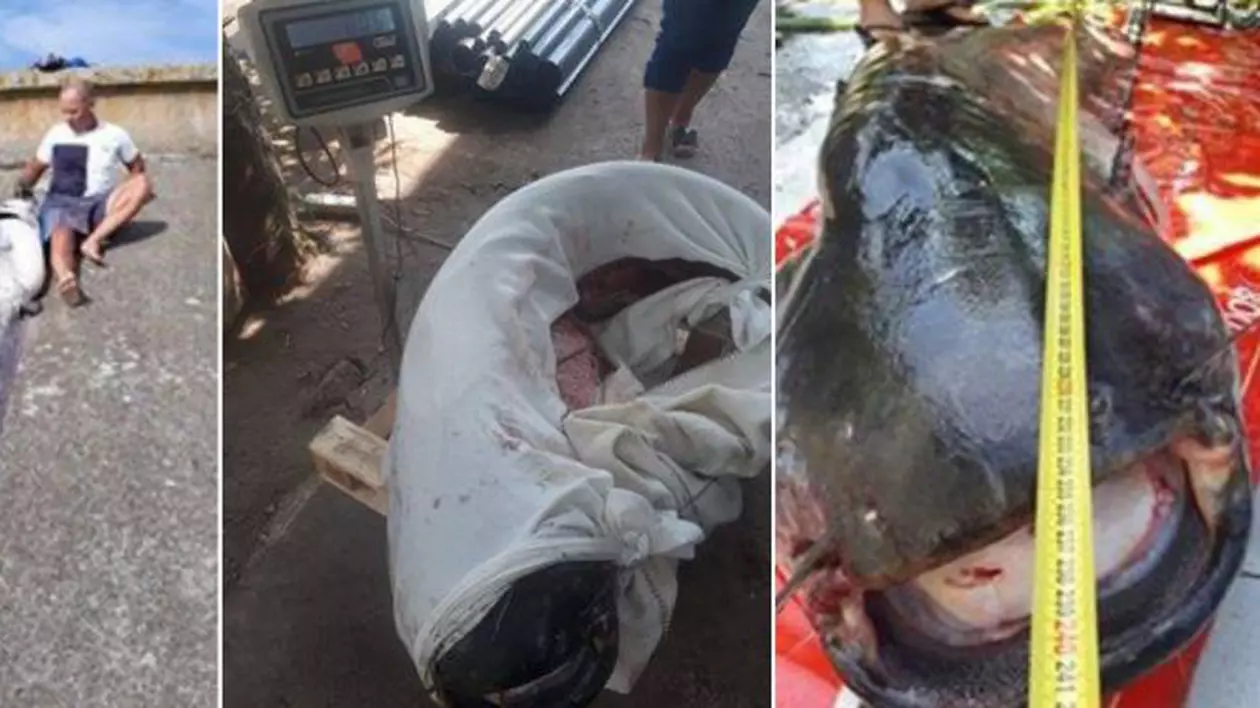 Un somn de 80 de kilograme a fost capturat de un pescar din Teleorman. Cum arată monstrul