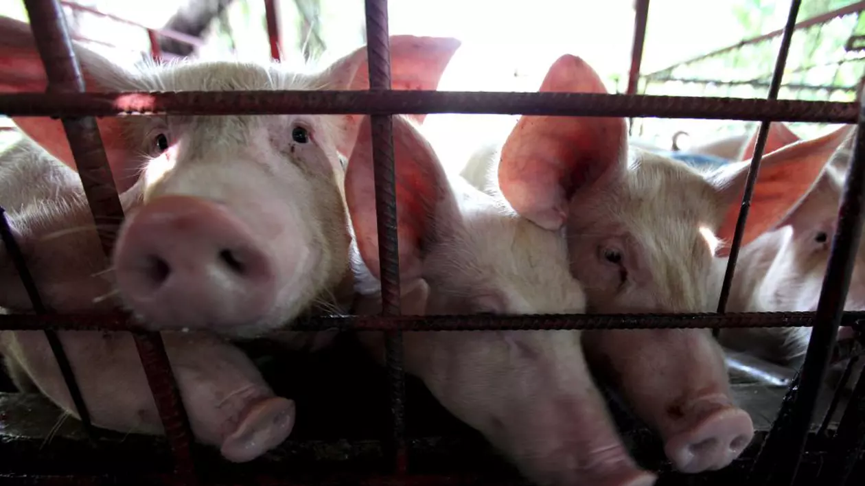 O fermă ilegală de porci a fost descoperită într-o unitate militară