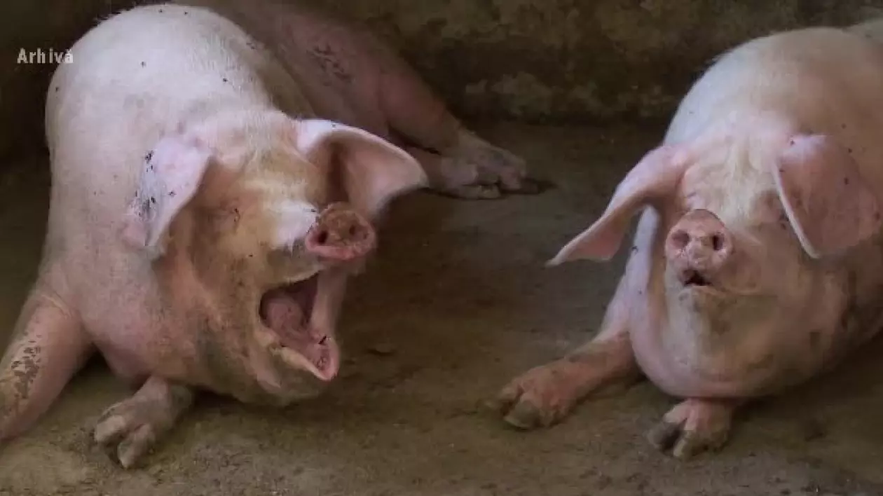 O femeie a fost mâncată de vie de porci. I s-a făcut rău când s-a dus să-i hrănească, iar aceștia i-au grăbit groaznicul sfârșit