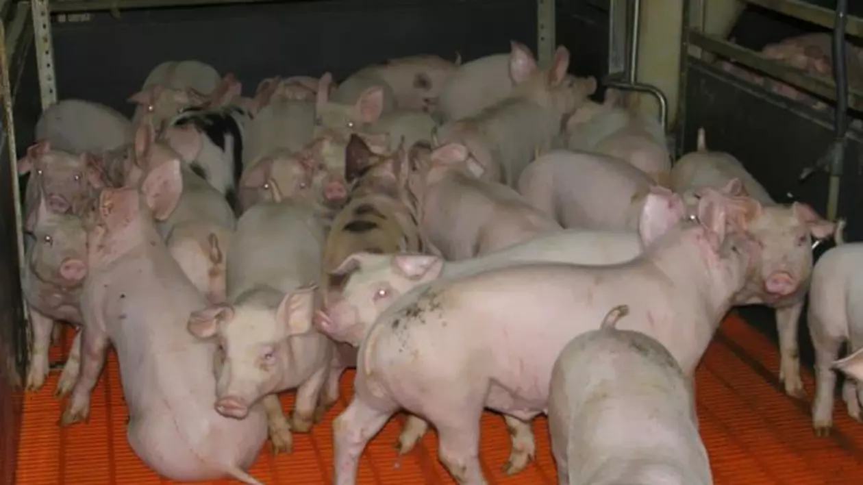 Câteva zeci de porci "santinelă" au fost duși în Balta Brăilei, ca să se vadă dacă a dispărut virusul pestei porcine