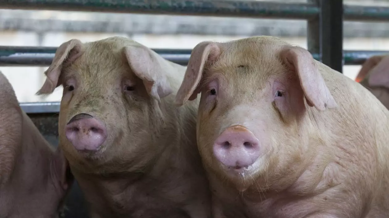 Pestă porcină africană în Sălaj