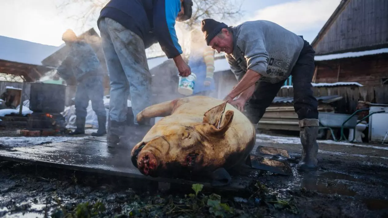 Ziua de Ignat, obiceiuri și superstiții. Pe 20 decembrie românii care încă țin la tradiții sacrifică porcul pentru masa de Crăciun