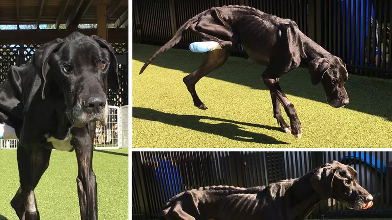 Un câine lăsat de izbeliște de stăpâni și-a mâncat propriul picior! Stăpânii vor fi judecați pentru rele tratamente aplicate animalelor