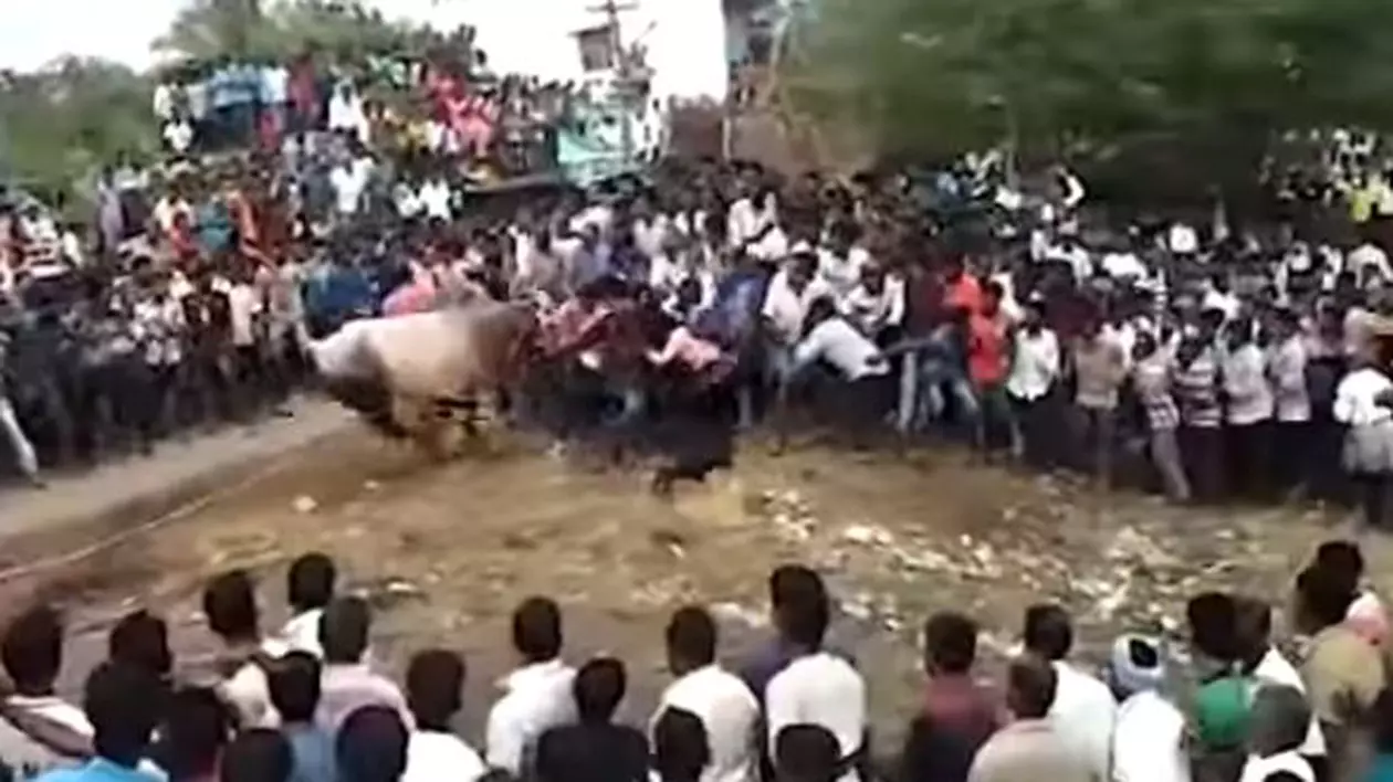 Momentul înfiorător în care un taur a intrat într-o mulțime de oameni la un festival religios, în India