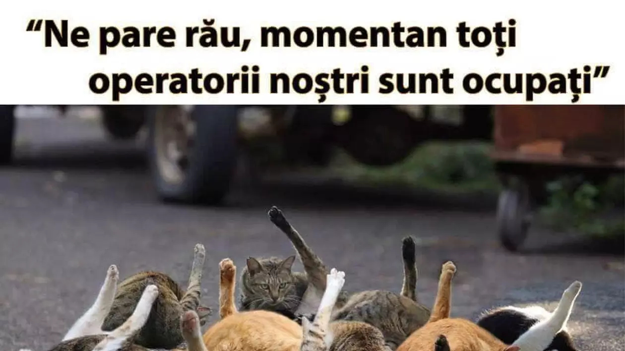 orange-operatori-ocupati-pisici-1.jpg