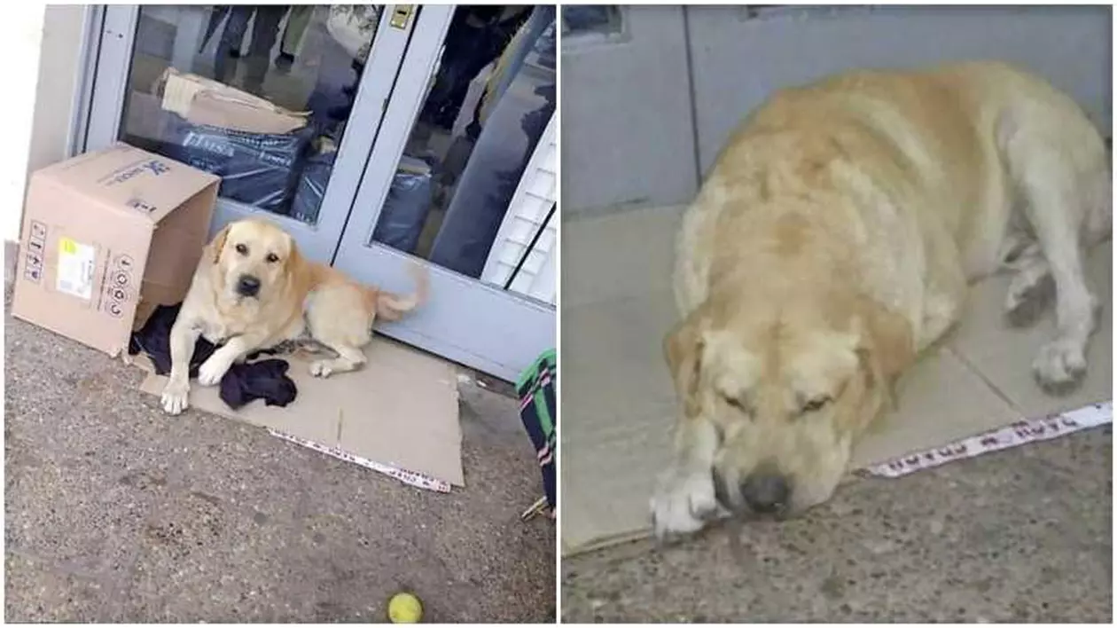 Un câine își așteaptă stăpânul care a murit la un spital din Argentina