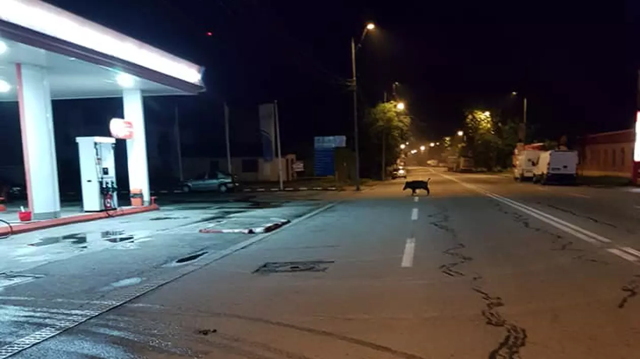 Un porc mistreț a ieșit la plimbare pe străzile orașului Târgu Jiu