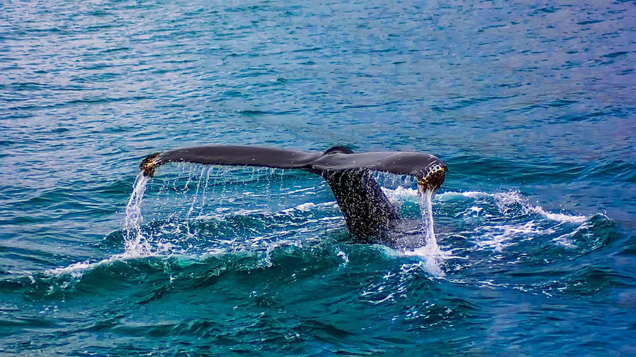 Mai mulți oameni, salvați după ce barca lor a fost scufundată de o balenă, în Oceanul Pacific