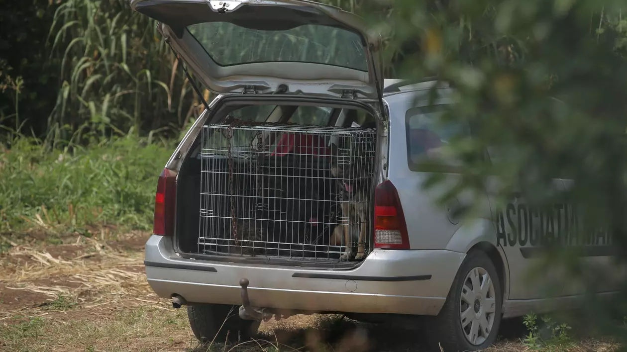 Animalele din curtea ”monstrului din Caracal” au fost luate. Unde ajung câinii lupi ai lui Gheorghe Dincă