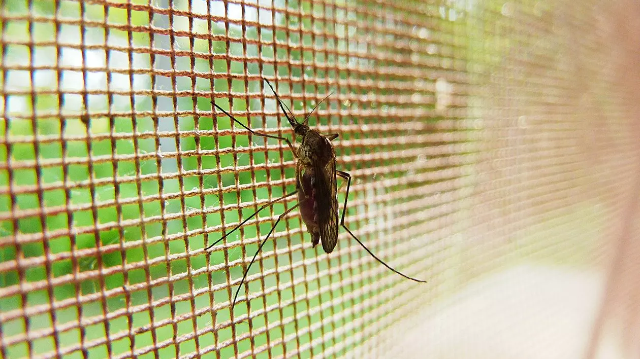 Cum scăpăm de înțepăturile insectelor - plasa de țânțari