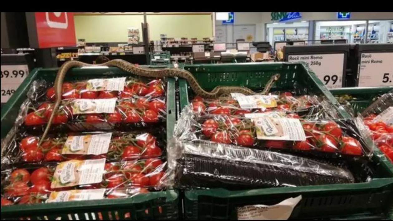 Un șarpe a fost descoperit pe lăzile cu roșii dintr-un supermarket din Sfântu Gheorghe!