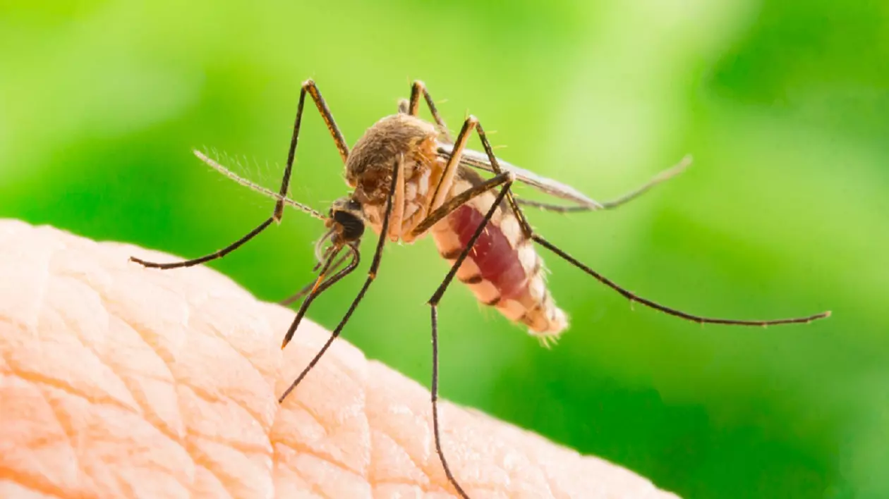 De ce sunt țânțarii mai atrași de anumiți oameni decât de alții