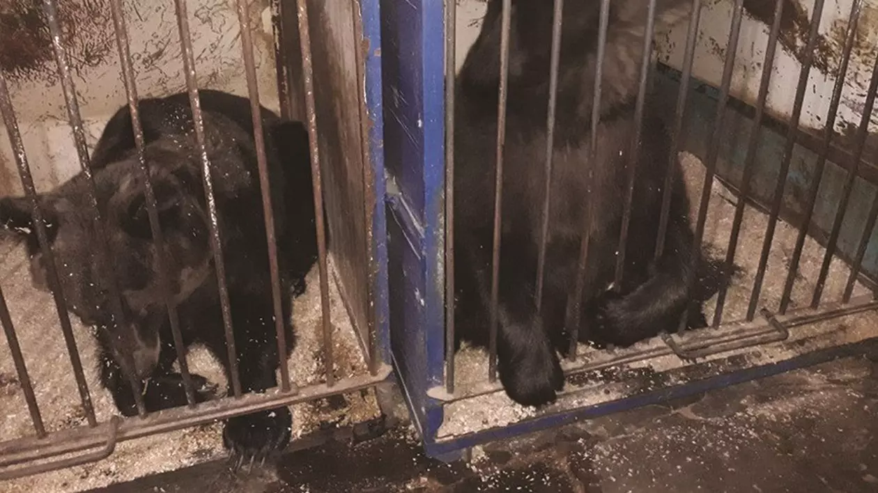 Două ursoaice care au trăit 24 de ani în circuri vor ajunge la sanctuarul din Zărneşti