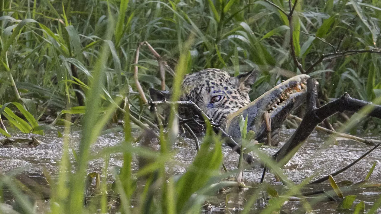 Imagini incredibile cu lupta dintre un jaguar și un crocodil! Felina a sărit în apă și a atacat