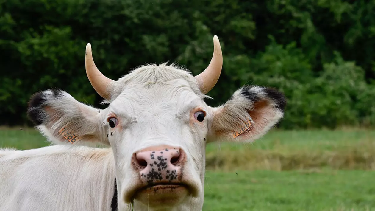 O bătrână de 81 de ani din Vaslui, eviscerată de o vacă, a ajuns acasă pe propriile picioare