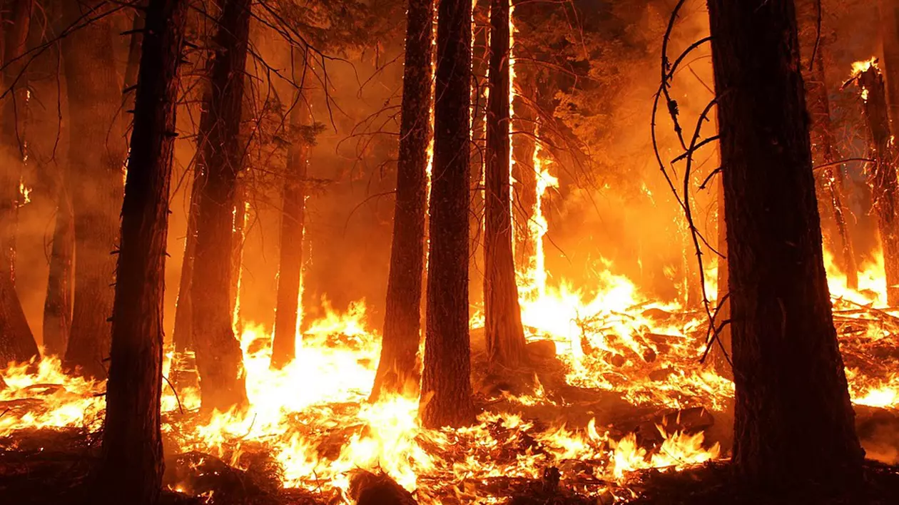 Armata israeliană a incendiat deliberat o pădure de pini în Liban