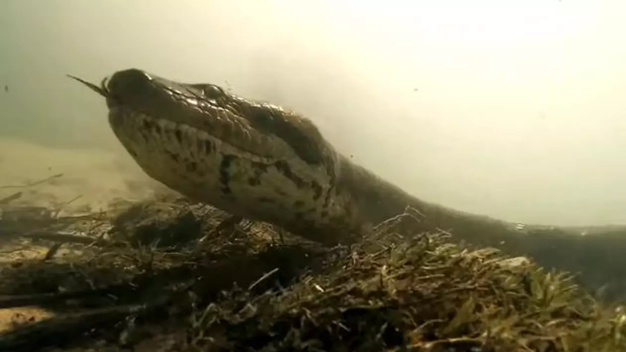 Au înotat în aceeași apă cu o anaconda de șapte metri! Ce au observat doi tineri la comportamentul celui mai mare șarpe din lume