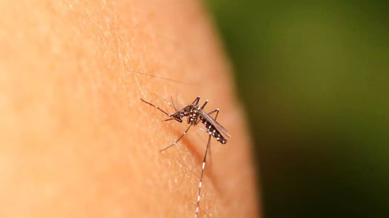 INSP: 25 de cazuri de infecţie cu virusul West Nile. S-au înregistrat trei decese