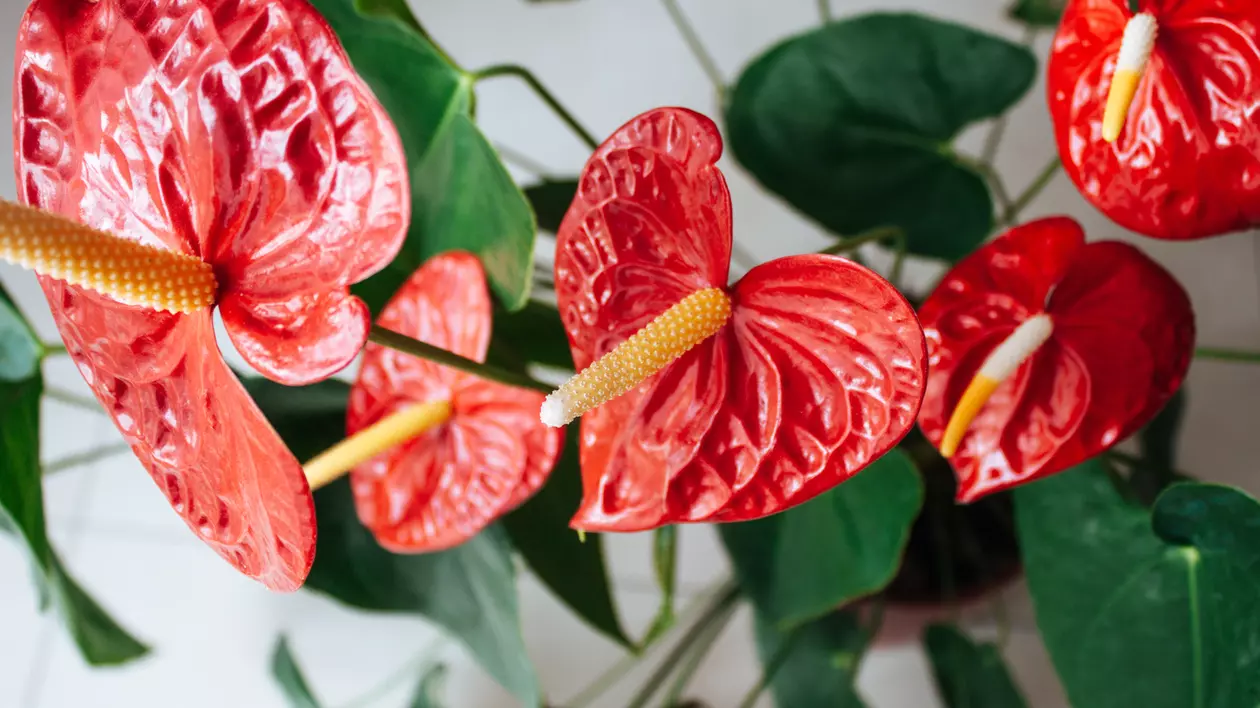 Anthurium, floarea care îți înnobilează casa