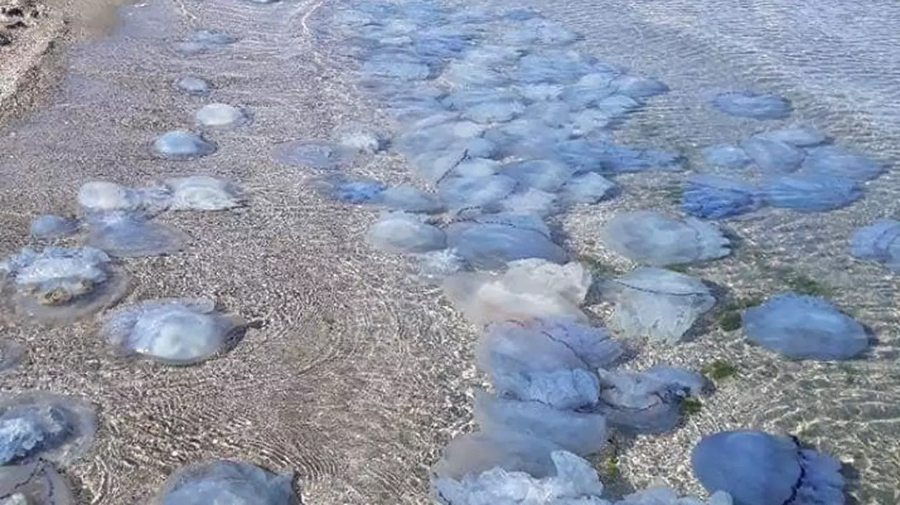 VIDEO | Invazie de meduze albastre în Marea Neagră, la Eforie Nord. Care sunt explicațiile specialiștilor