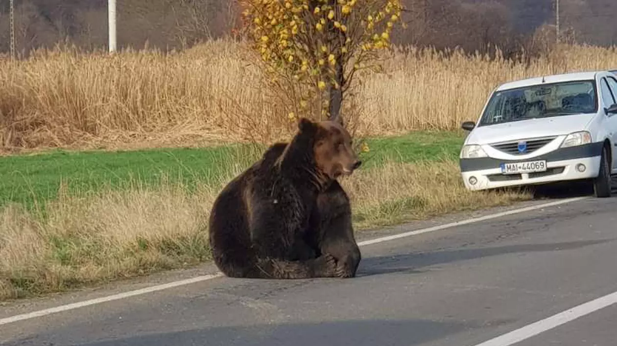 Un urs lovit de o mașină agonizează pe șosea de sâmbătă seara. Jandarmii păzesc zona, iar medicul veterinar nu avea tranchilizante
