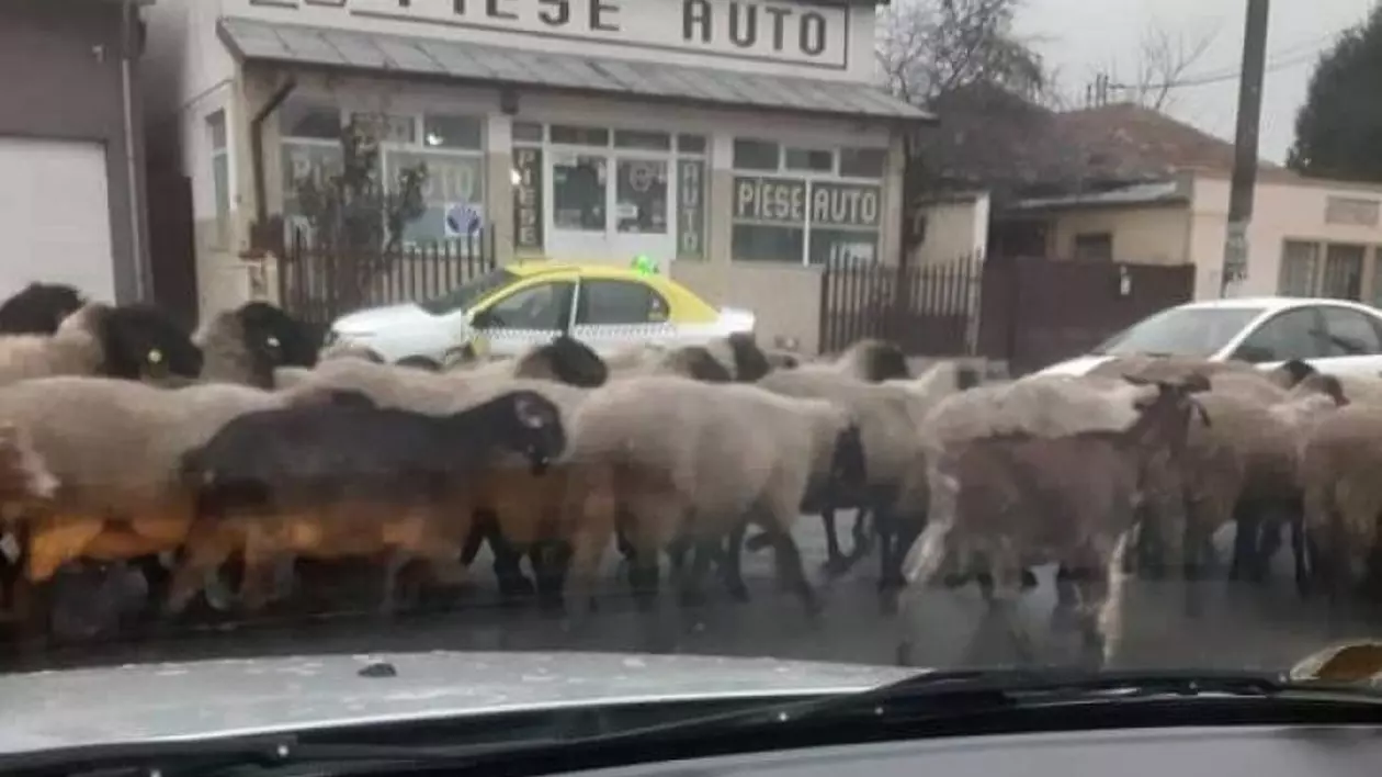 Imagini virale. Sute de oi au luat cu asalt centrul orașului Alexandria și au blocat traficul
