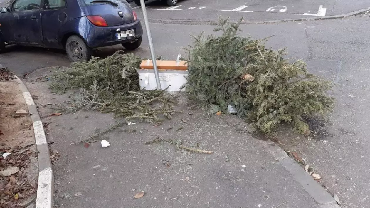 LIBERTATEA TE AJUTĂ. Unde aruncăm brazii de Crăciun