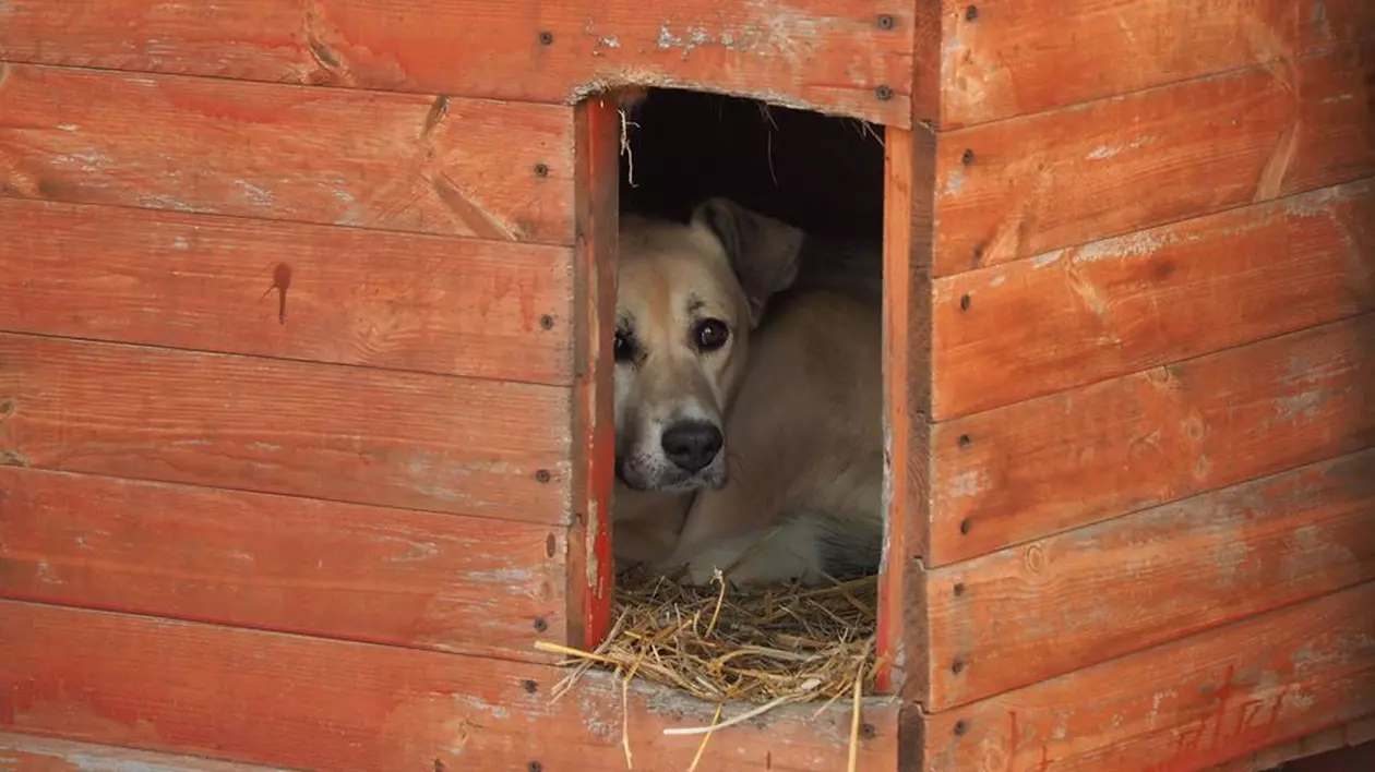 Video | Scene de o cruzime rară în Dâmbovița. Câini maltratați de doi minori