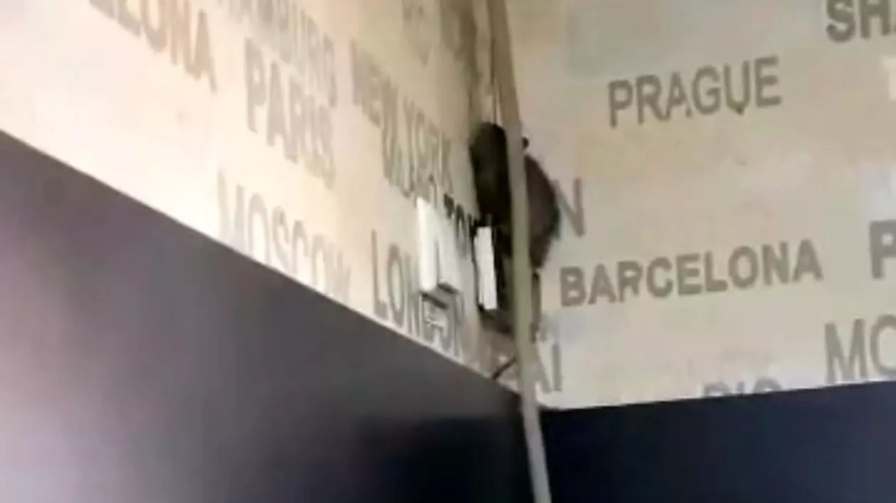 Șobolan filmat plimbându-se pe pereți, într-o cofetărie din Târgu Jiu
