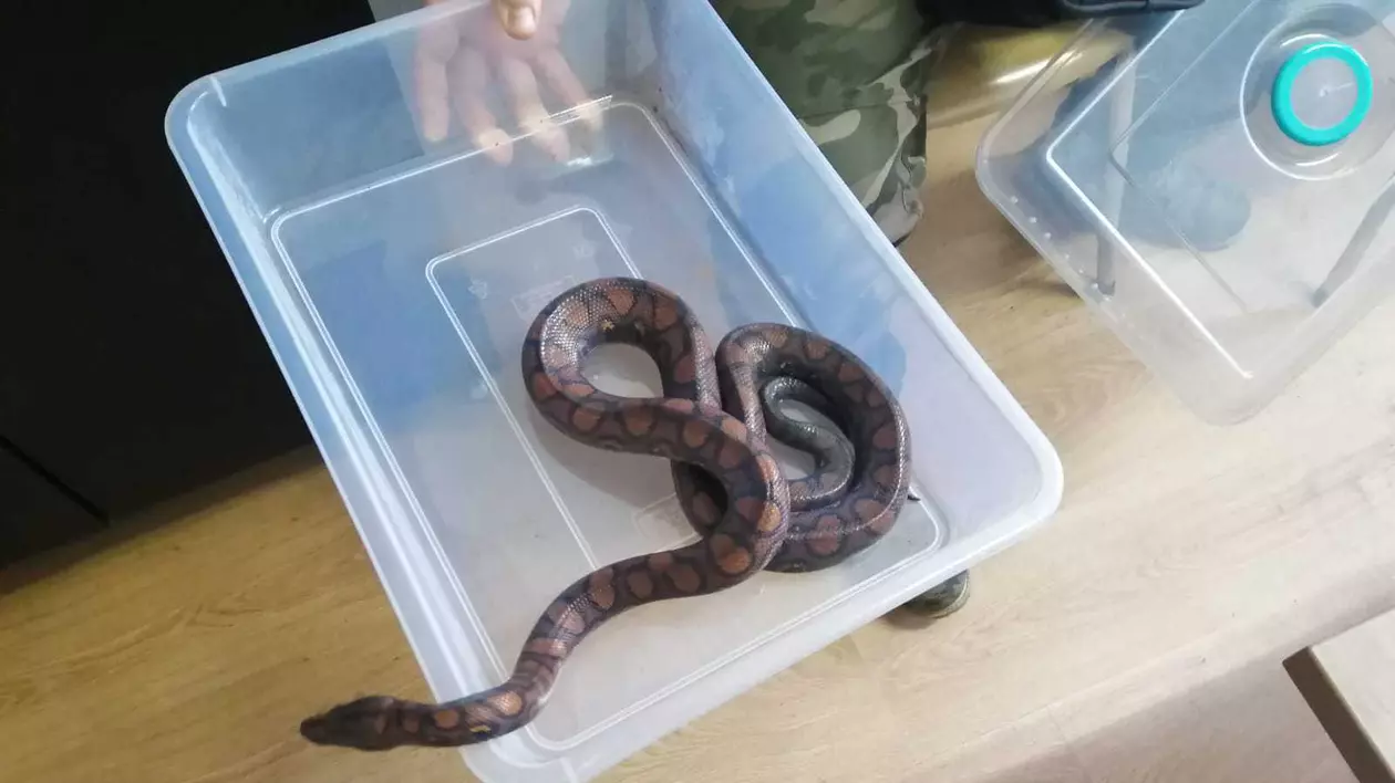 Un bărbat din Cluj a furat mai multe reptile dintr-un vivariu, printre care și un șarpe Boa Curcubeu