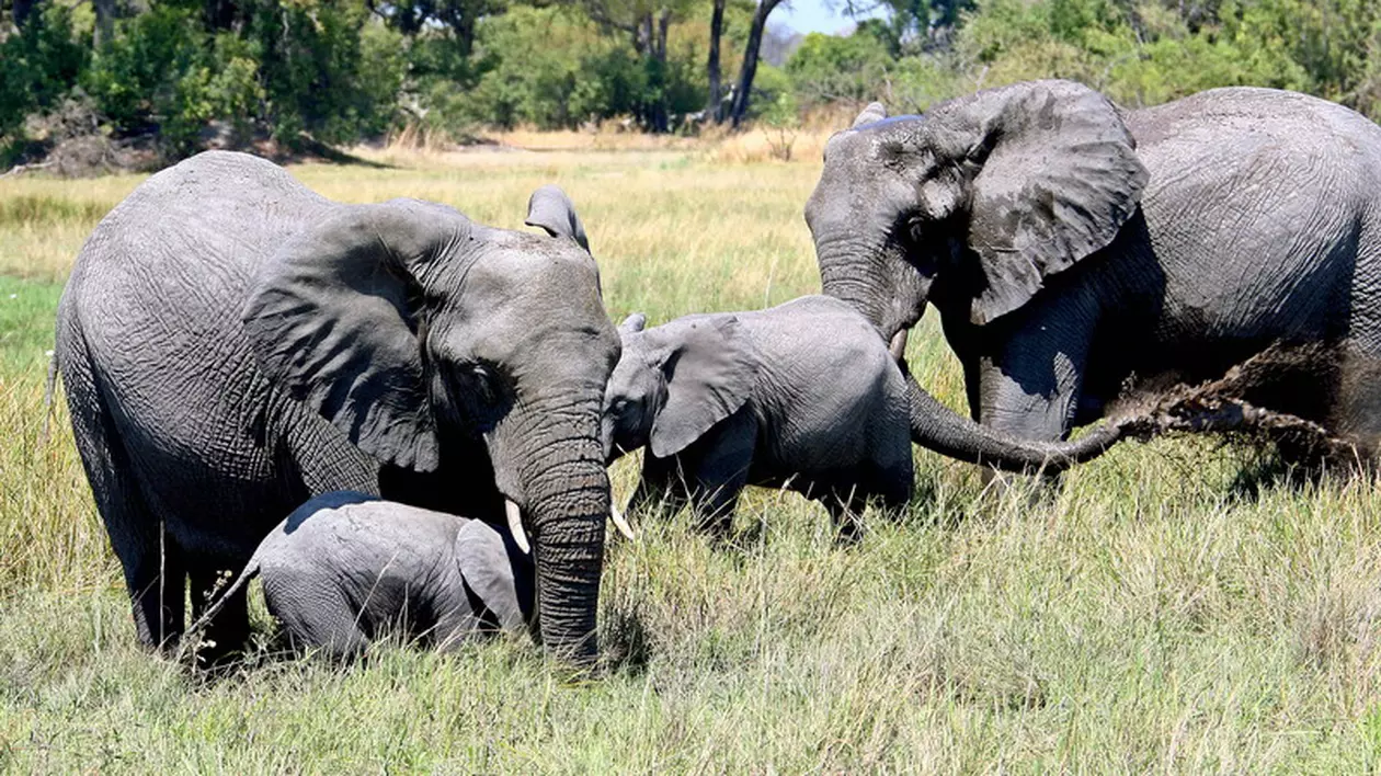Botswana vinde permise pentru vânătoarea de elefanți. Cât costă să omori un animal