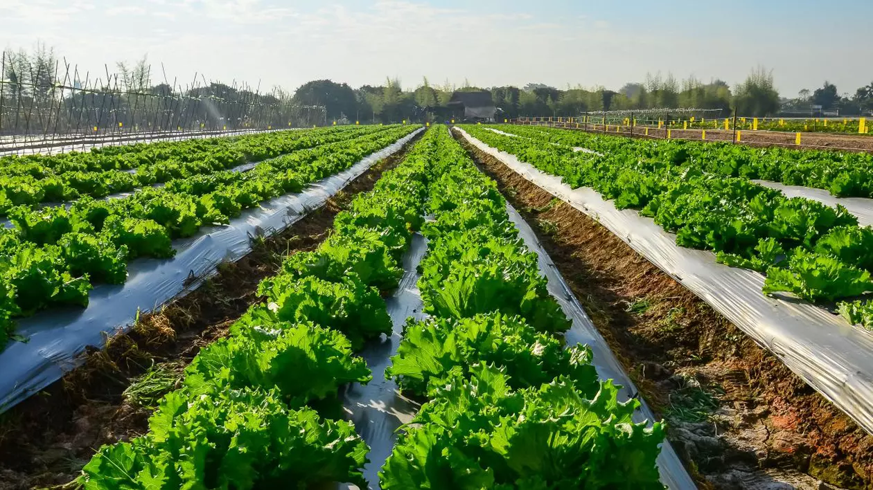 Românii lucrează la fermele de legume și fructe FOTO arhivă: 123rf