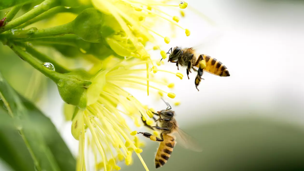 Curiozități despre albine