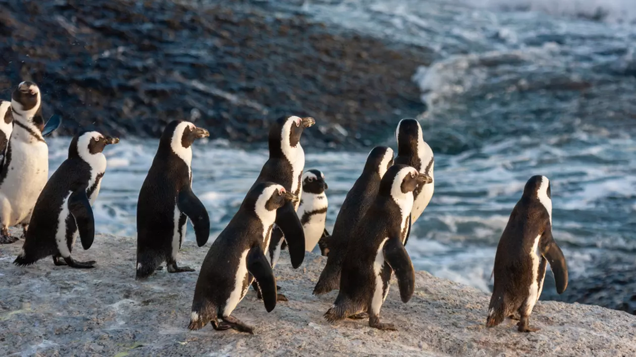 Curiozități despre viața pinguinilor