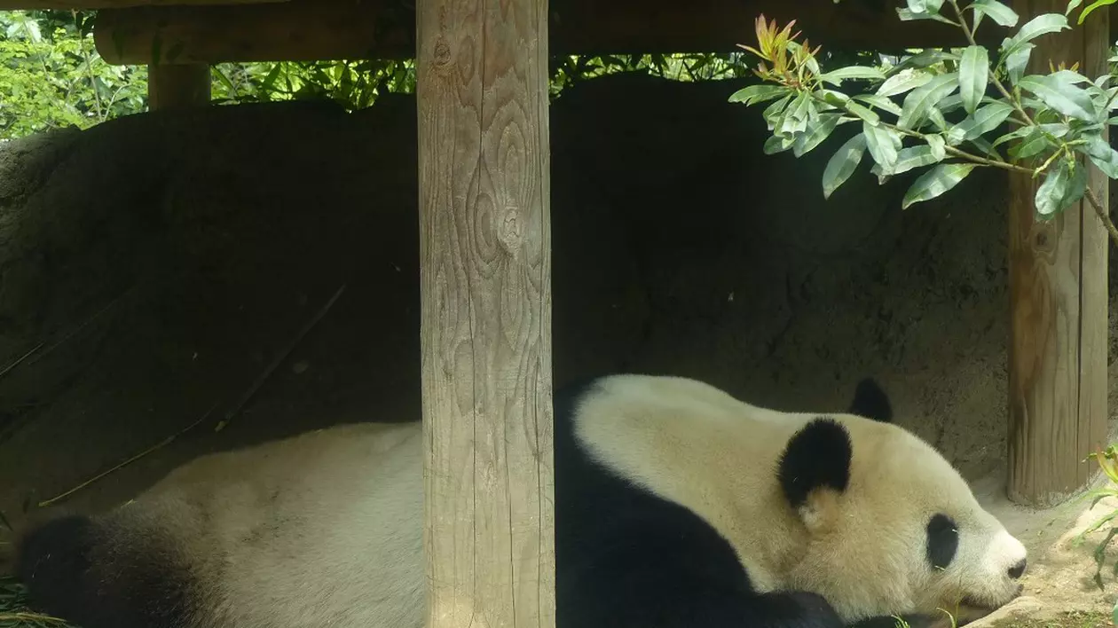 Cea mai veche grădină zoologică din Japonia aduce urșii panda în sufragerii, prin intermediul rețelelor sociale: “Oamenii mai uită de pandemie”
