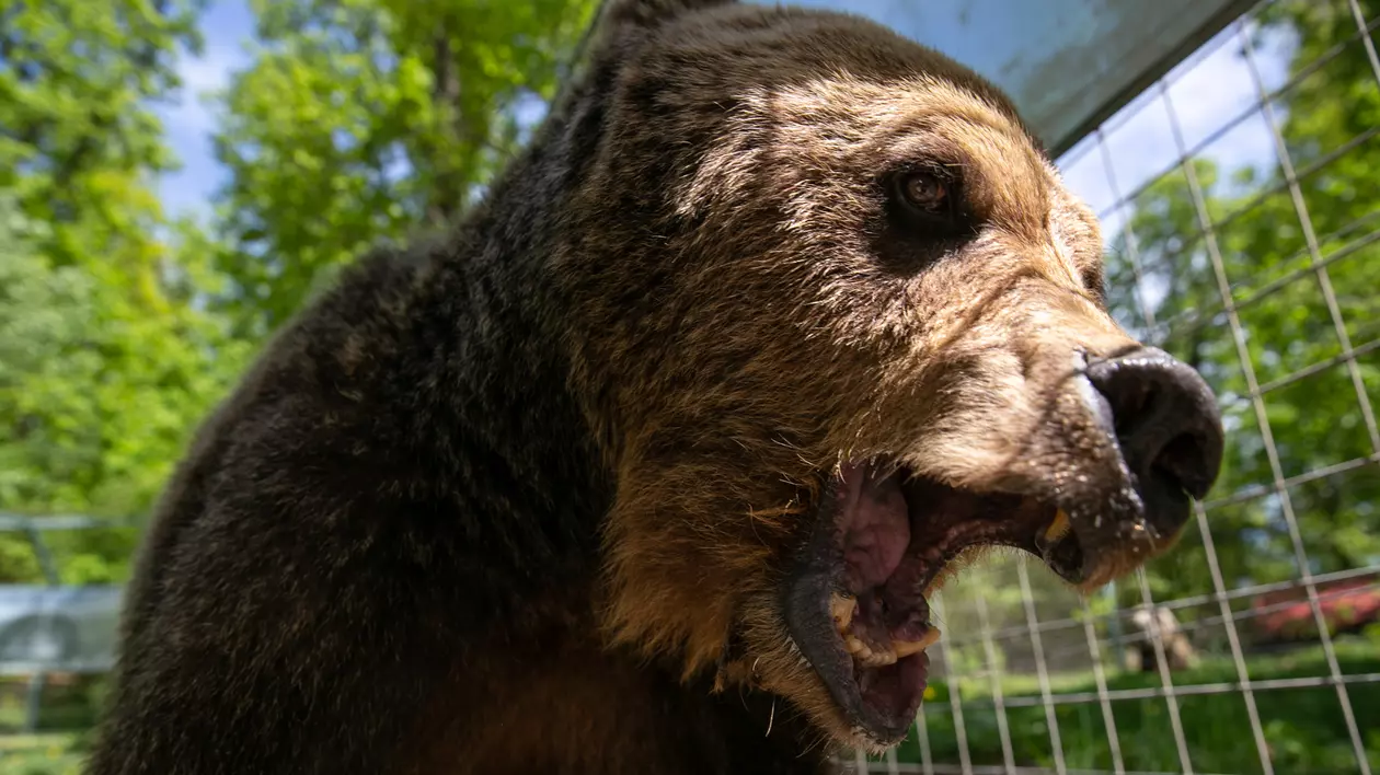 Roxi a dus o viață grea înainte să ajungă la Zărnești