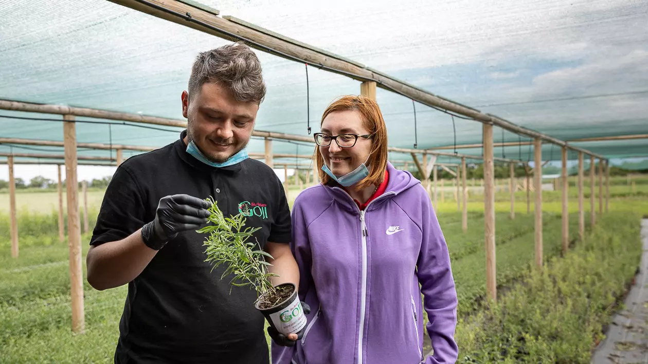 Ce i-a determinat pe doi tineri să renunțe la avocatură și să se apuce de cultivat goji: “Vin italienii, nemţii şi fac proiecte frumoase în agricultură. Românii de ce nu fac?”