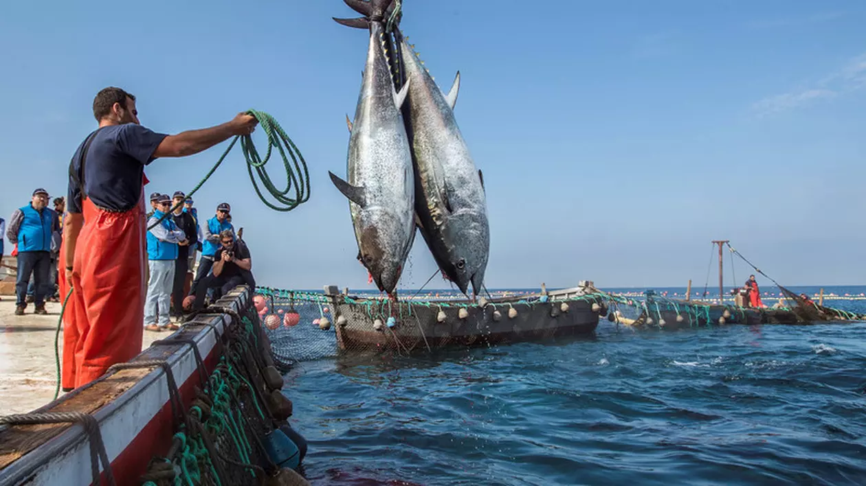 Cinci pescari din Hawaii au donat 220 de kilograme de ton lucrătorilor din domeniul medical