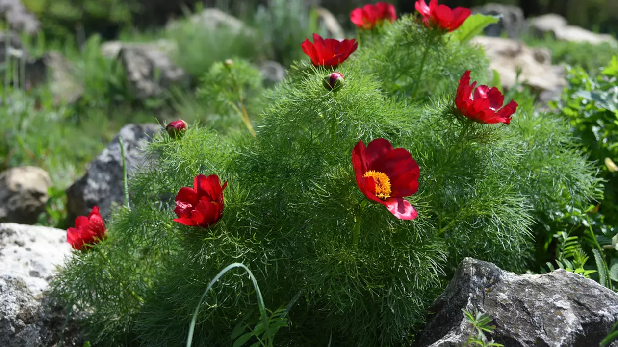 Plante ocrotite de lege în România - flori protejate pe cale de dispariție